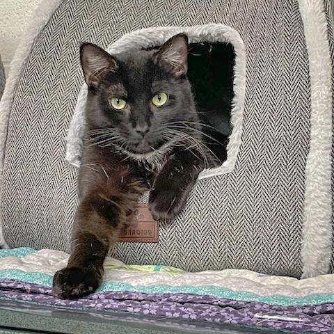 Piper, an adoptable Bombay, Domestic Short Hair in Huntley, IL, 60142 | Photo Image 3