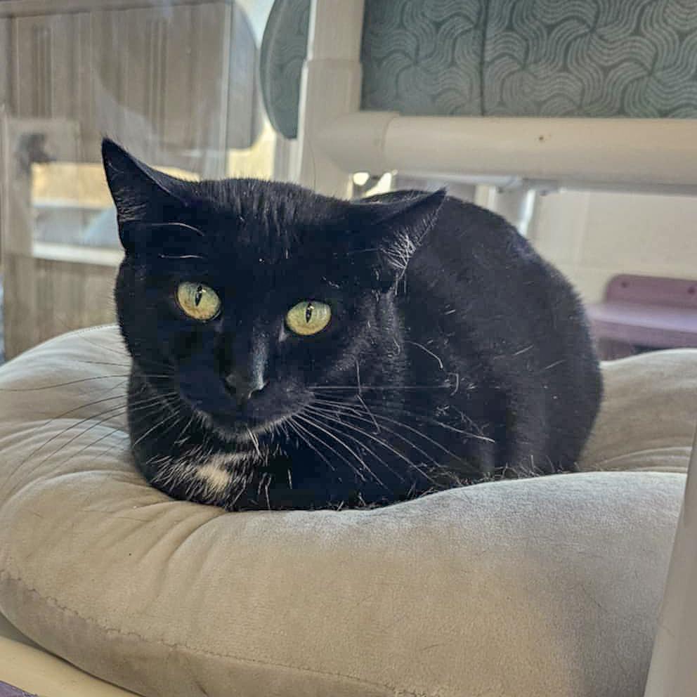 Piper, an adoptable Bombay, Domestic Short Hair in Huntley, IL, 60142 | Photo Image 6