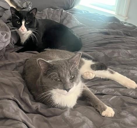 Enlarge Plum and Elderberry, an adopted Domestic Short Hair in Melrose, MA image 1/5