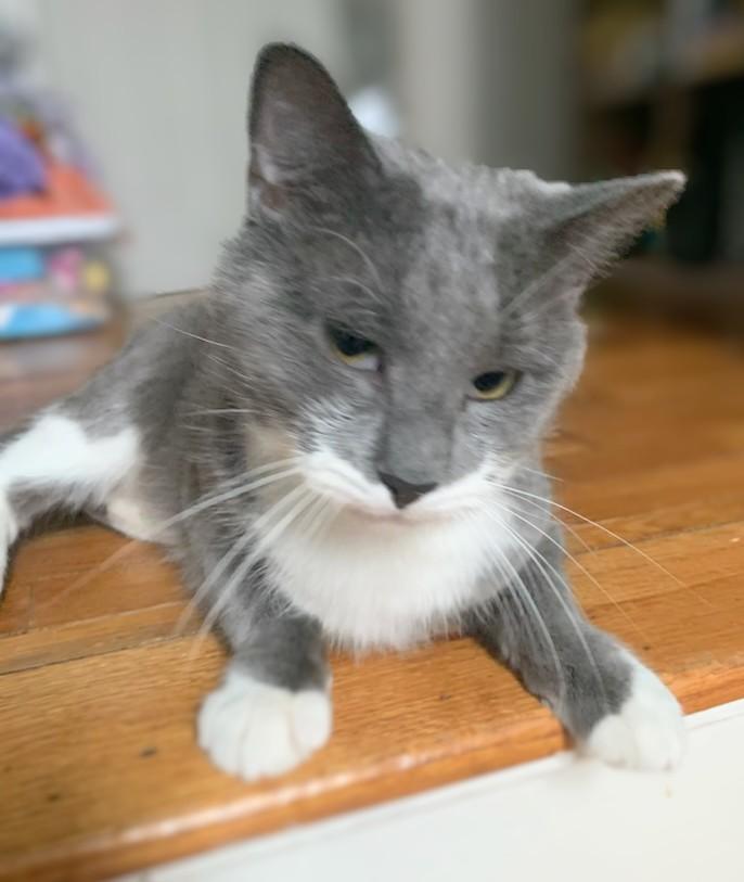 Enlarge Plum and Elderberry, an adopted Domestic Short Hair in Melrose, MA image 3/5