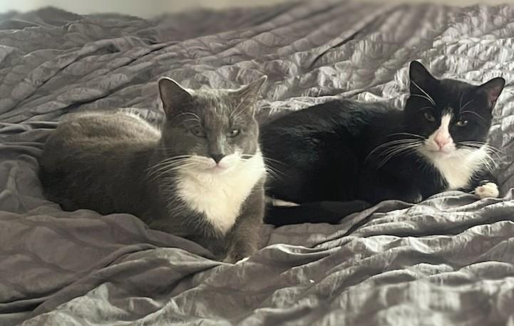 Enlarge Plum and Elderberry, an adopted Domestic Short Hair in Melrose, MA image 2/5