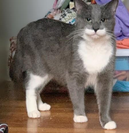 Enlarge Plum and Elderberry, an adopted Domestic Short Hair in Melrose, MA image 4/5