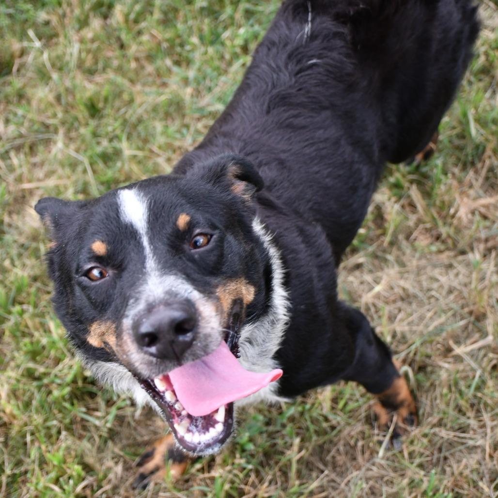 Machu Picchu, Adoptable, Adult Male Border Collie & Pit Bull Terrier.