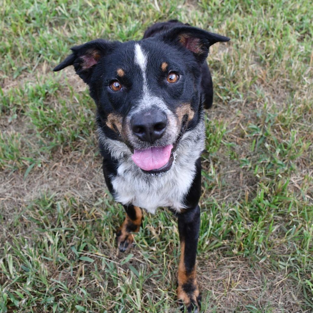 Machu Picchu, a Adoptable mixed breed in Beaumont, TX image 2/4