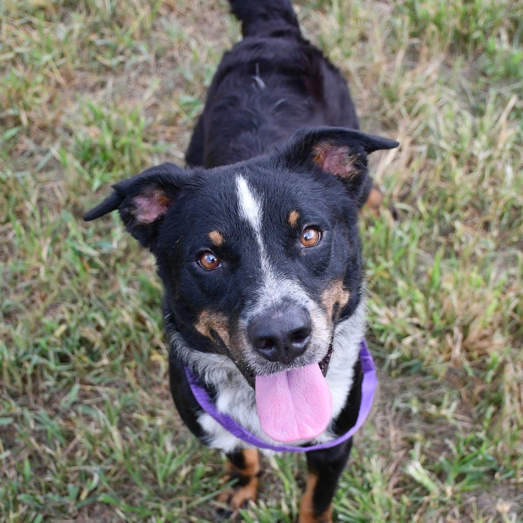 Machu Picchu, a Adoptable mixed breed in Beaumont, TX image 3/4