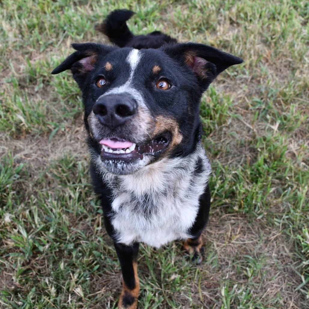 Machu Picchu, a Adoptable mixed breed in Beaumont, TX image 4/4