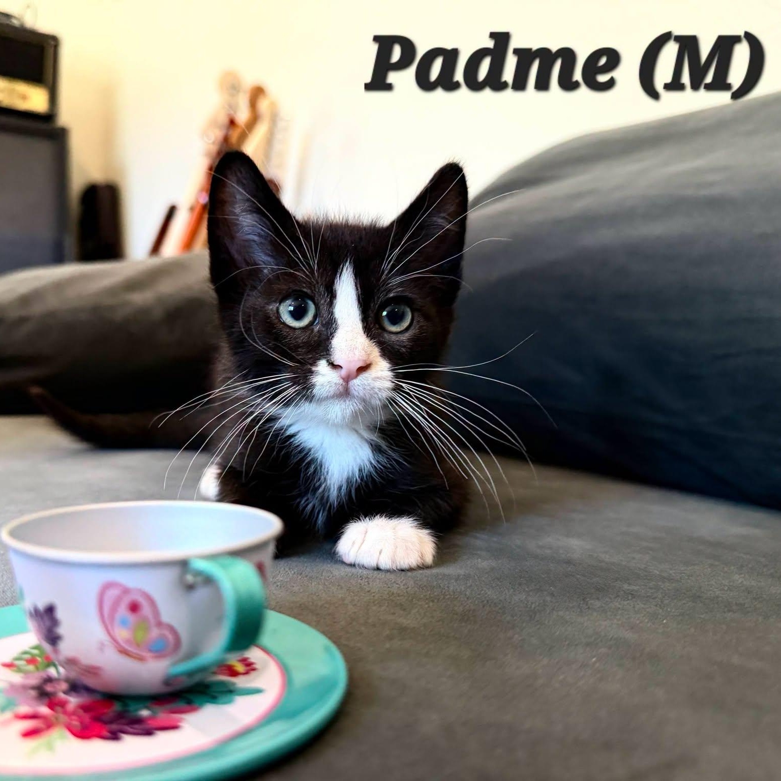 Padme, adopted, Kitten Male Domestic Short Hair.