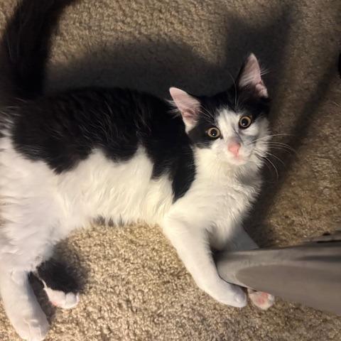 Angel's Harp, Adoptable, Young Male Domestic Short Hair.