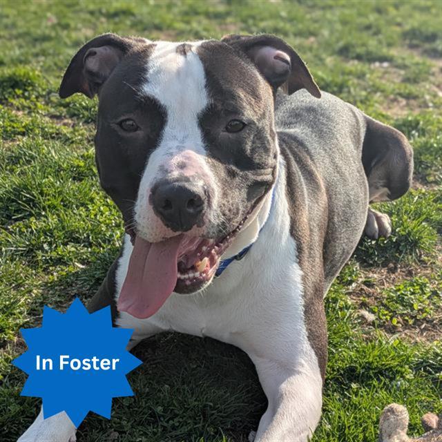 POST, Adoptable, Young Male Pit Bull Terrier.