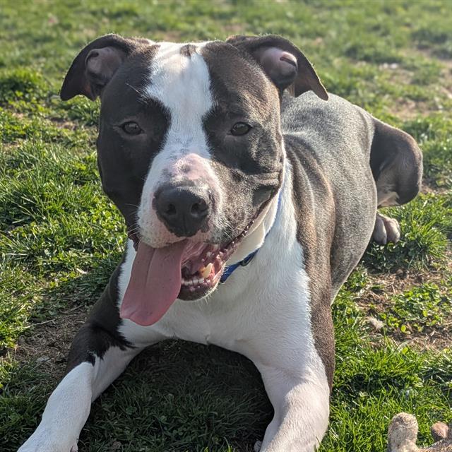 POST, Adoptable, Young Male Pit Bull Terrier.