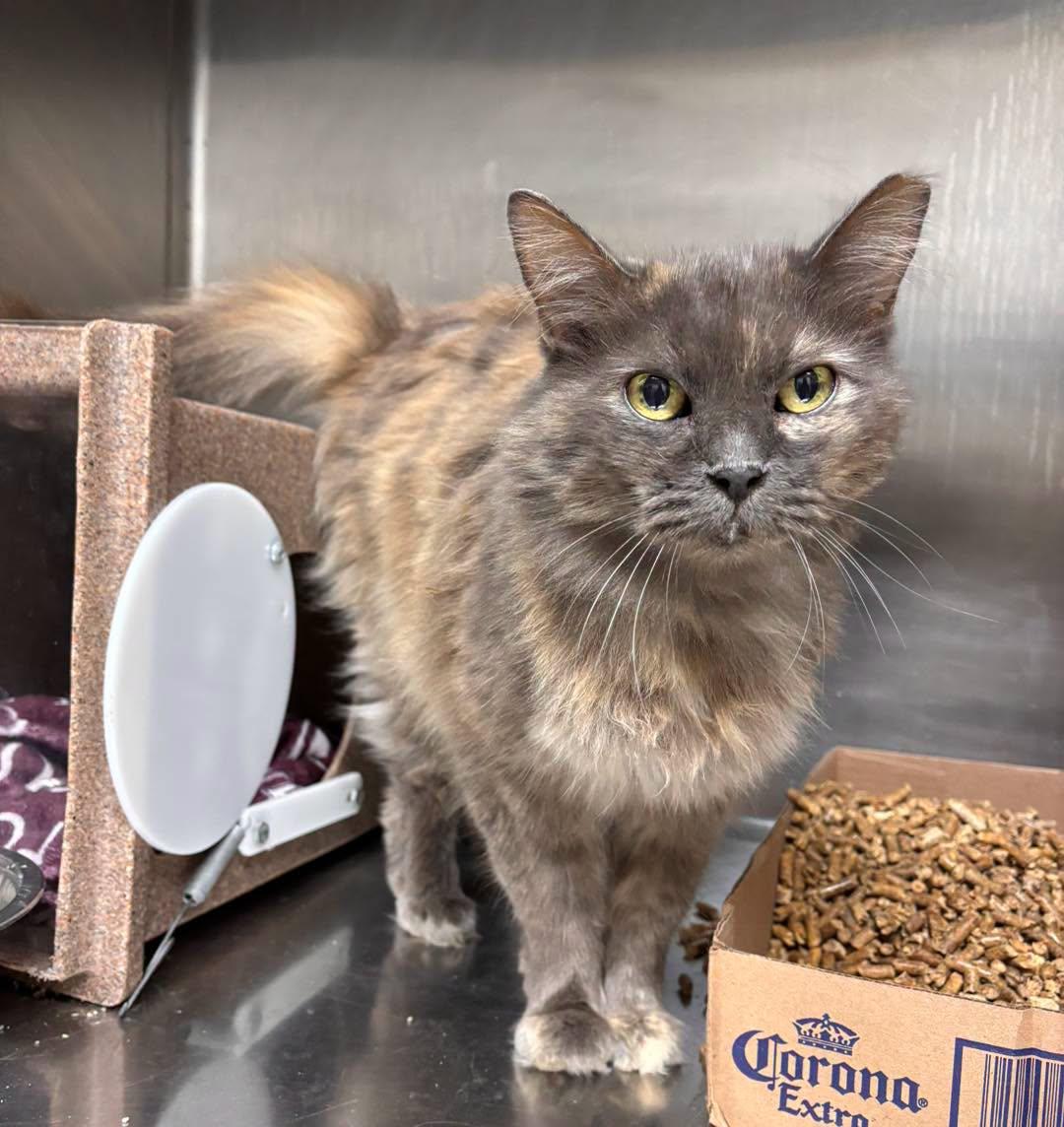 Charlotte, ADOPTABLE, Senior Female Domestic Medium Hair.