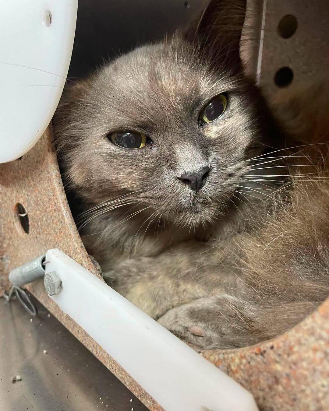 Enlarge Charlotte, a ADOPTABLE Domestic Medium Hair in Stillwater, OK image 1/1