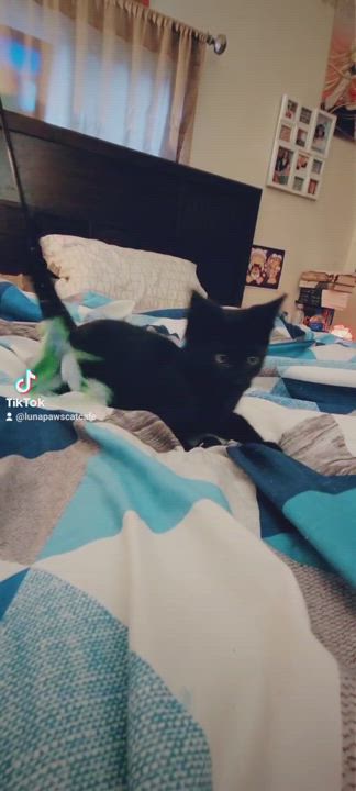 Enlarge Panther, a Adopted Domestic Short Hair in Luna Pier, MI video 1/4