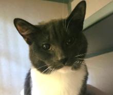 Enlarge Callum, a Adoptable Domestic Short Hair in Milwaukee, WI image 1/1