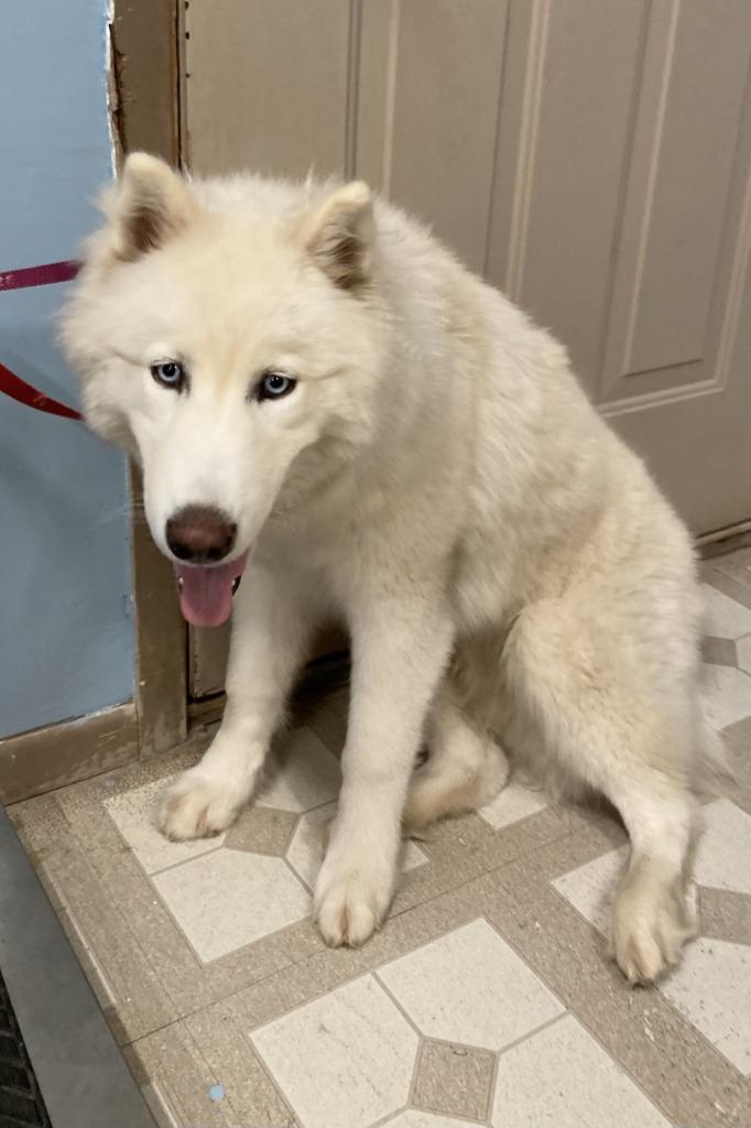 Yeti, an adoptable Samoyed, Husky in Red Wing, MN, 55066 | Photo Image 2