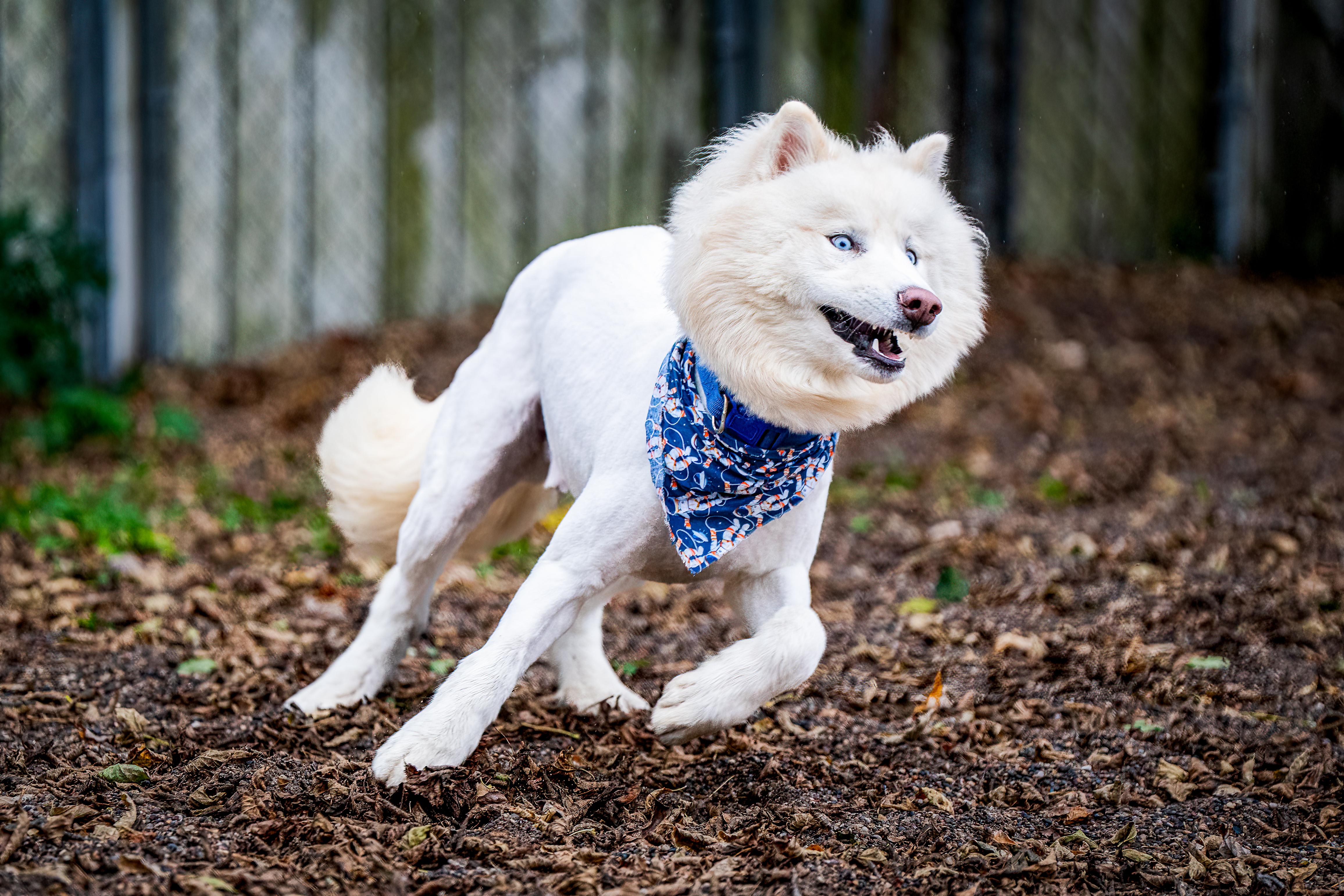 Yeti, an adoptable mixed breed in Red Wing, MN image 2/5