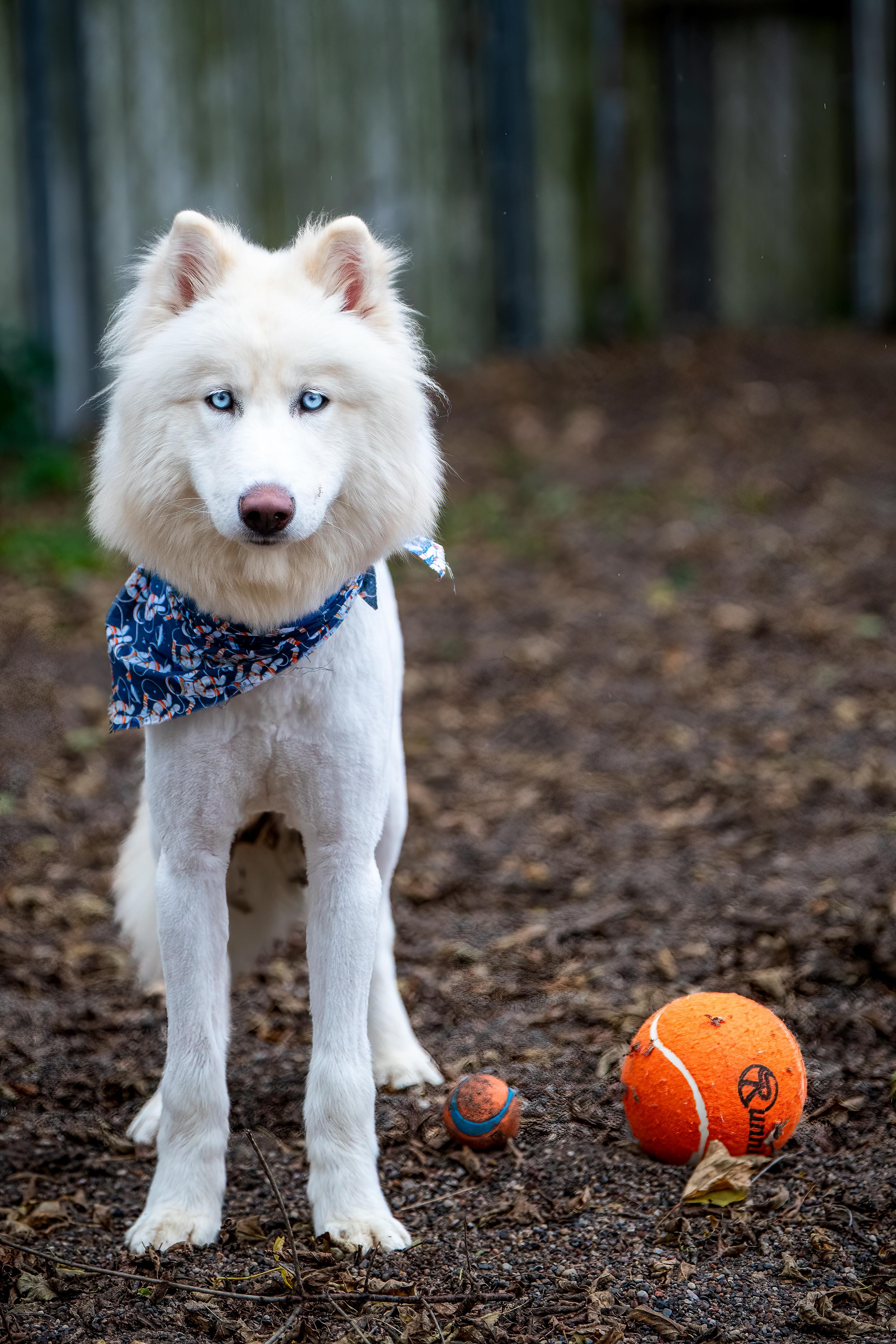 Yeti, an adoptable Samoyed, Husky in Red Wing, MN, 55066 | Photo Image 5