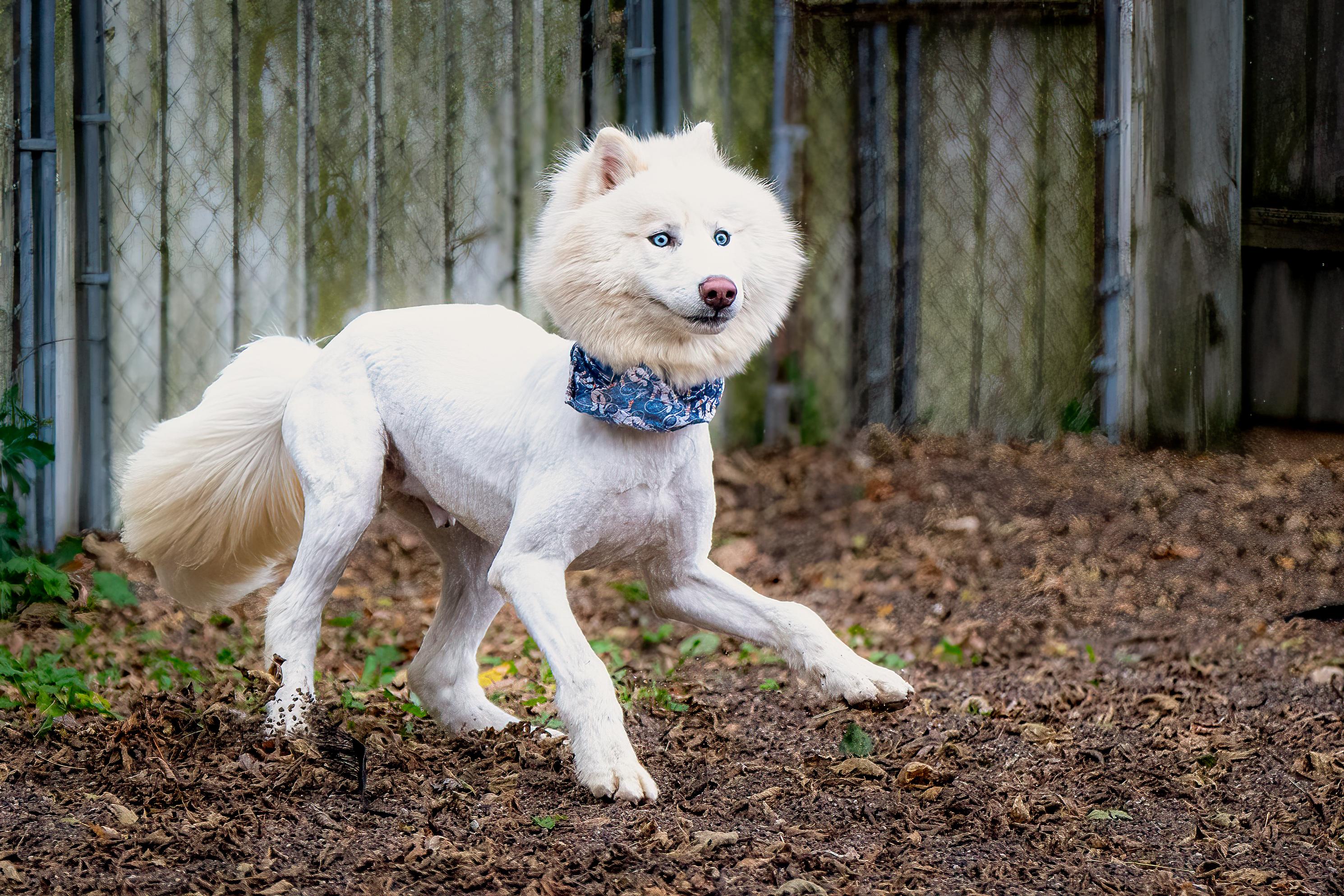 Yeti, adoptable, Young Male Samoyed & Husky.