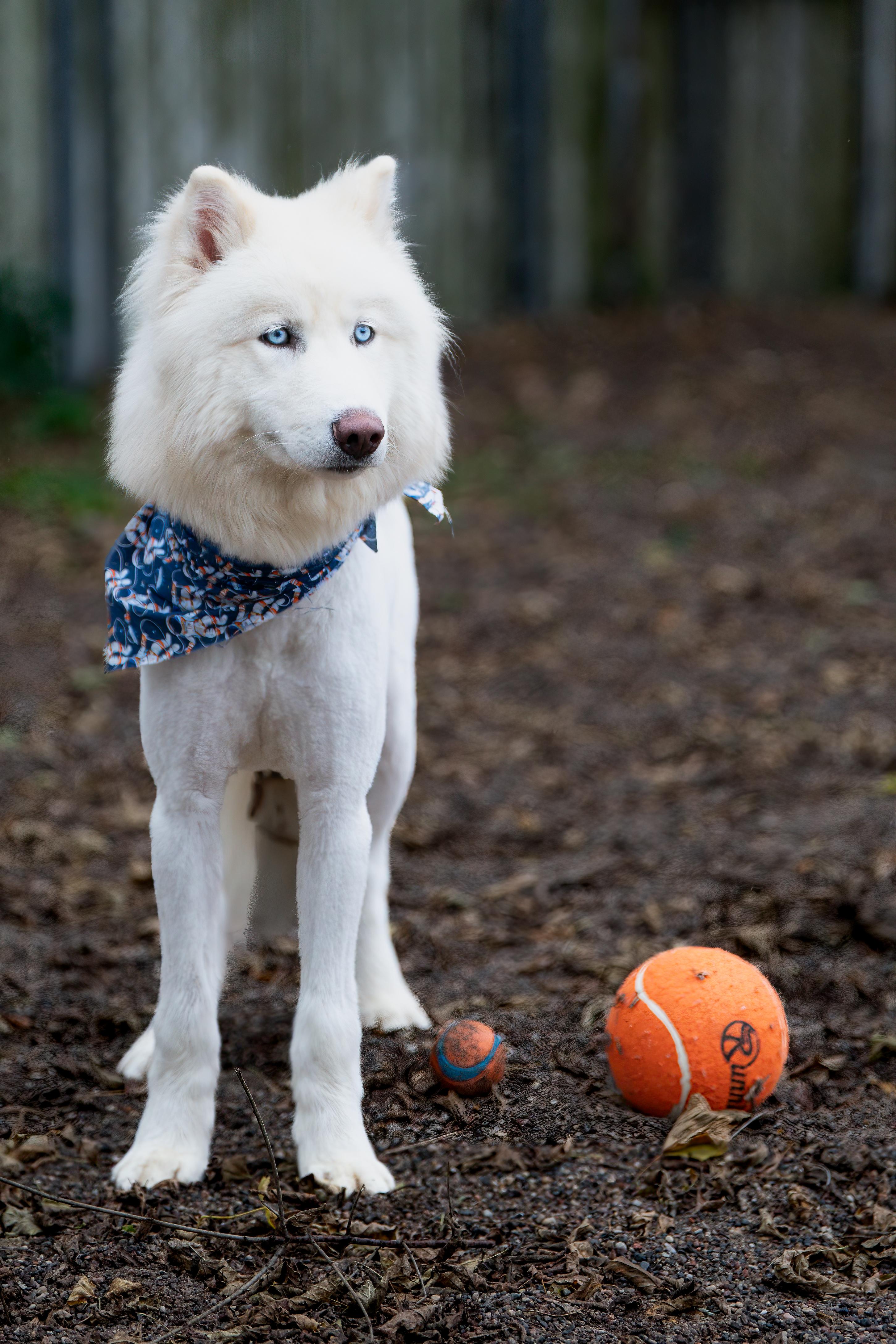 Yeti, an adoptable mixed breed in Red Wing, MN image 3/5