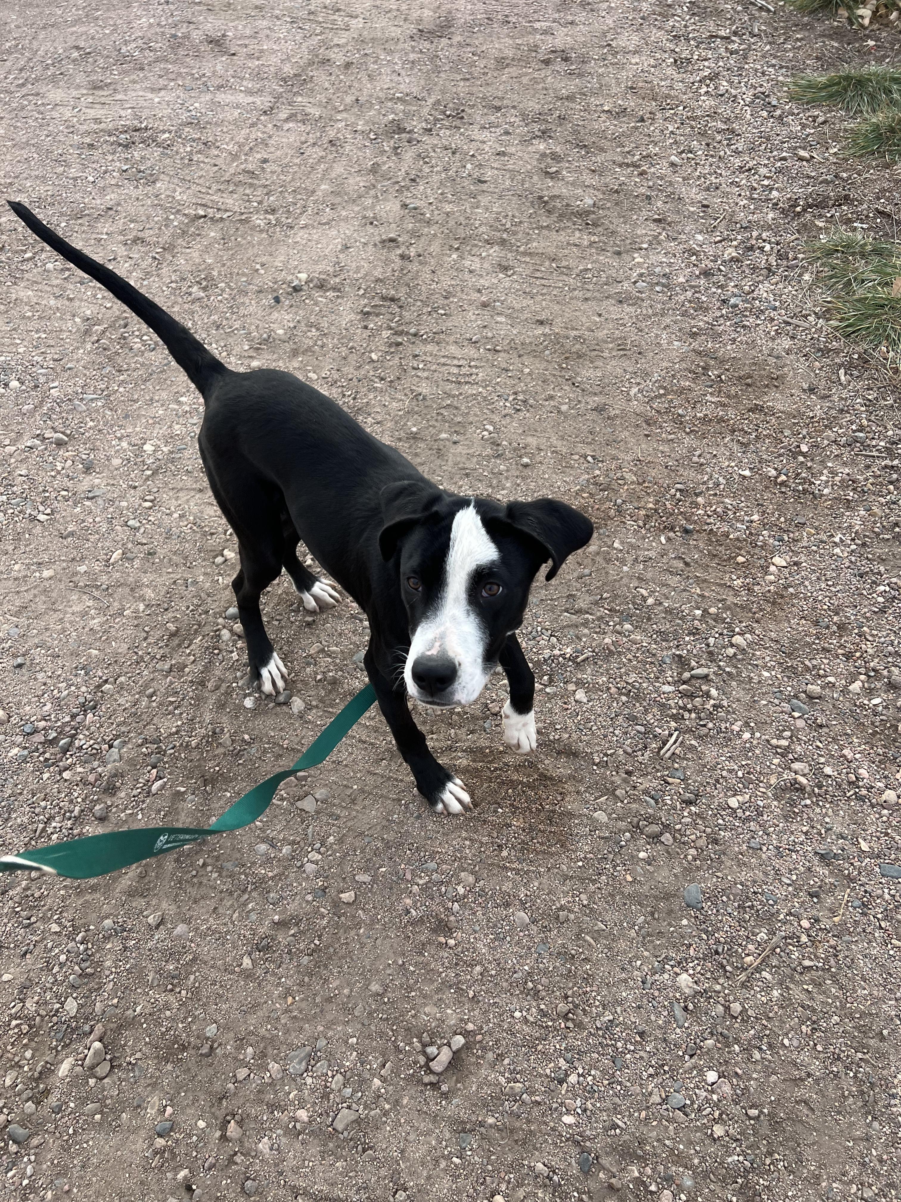 Rio, Adoptable, Young Male Boxer & Pit Bull Terrier.