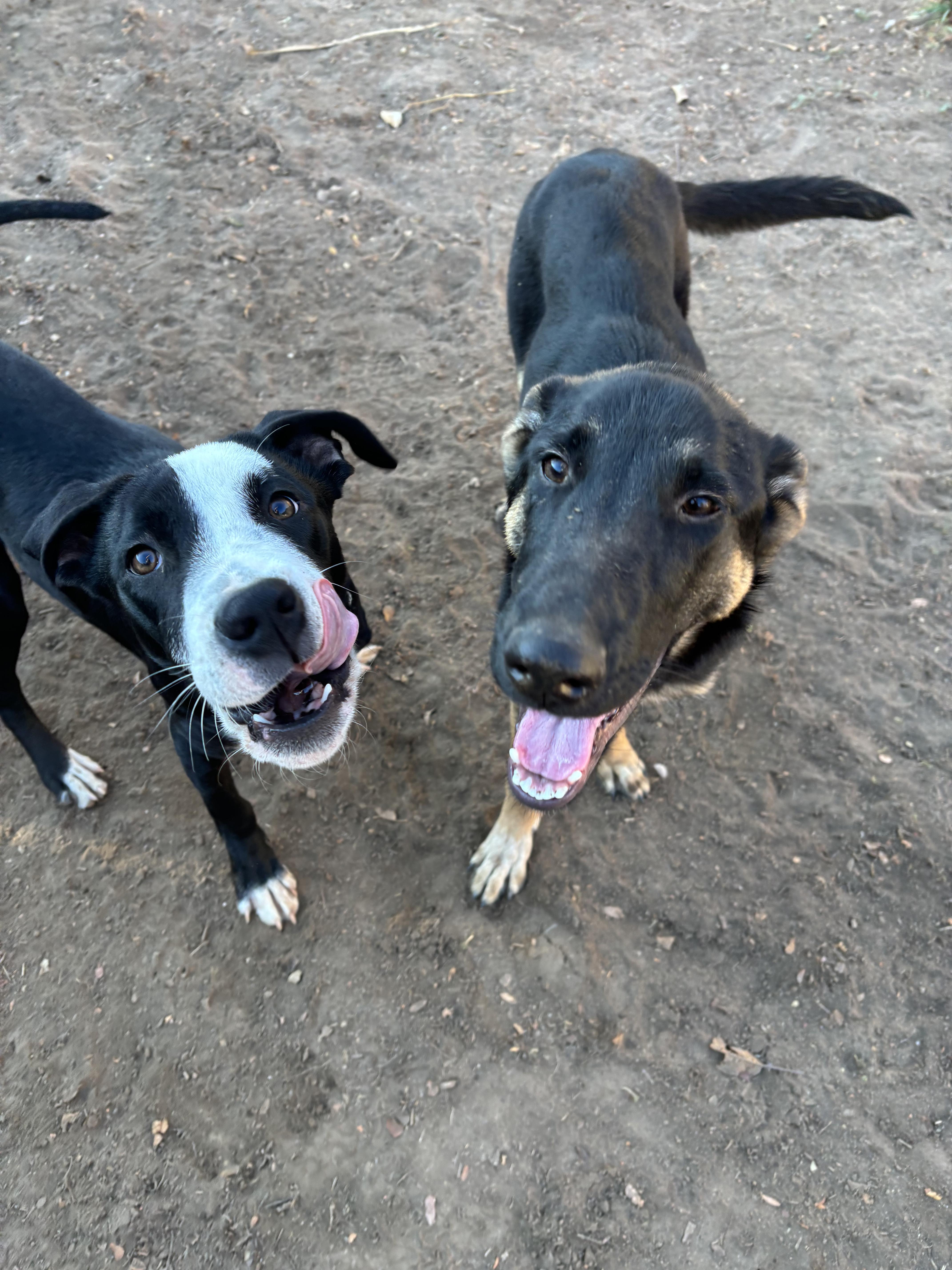 Enlarge Rio, a Adoptable mixed breed in Fort Collins, CO image 1/6