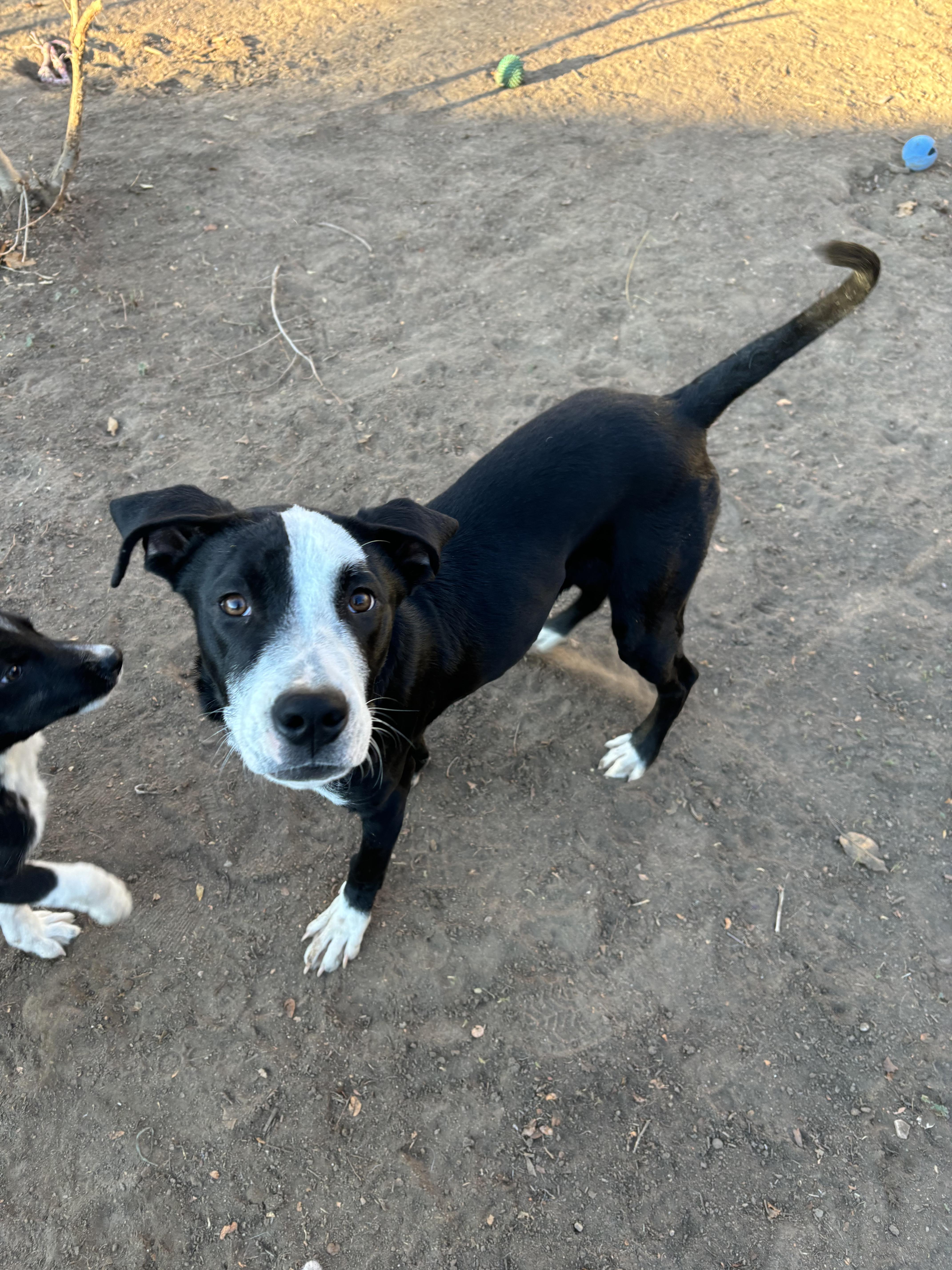 Enlarge Rio, a Adoptable mixed breed in Fort Collins, CO image 3/6