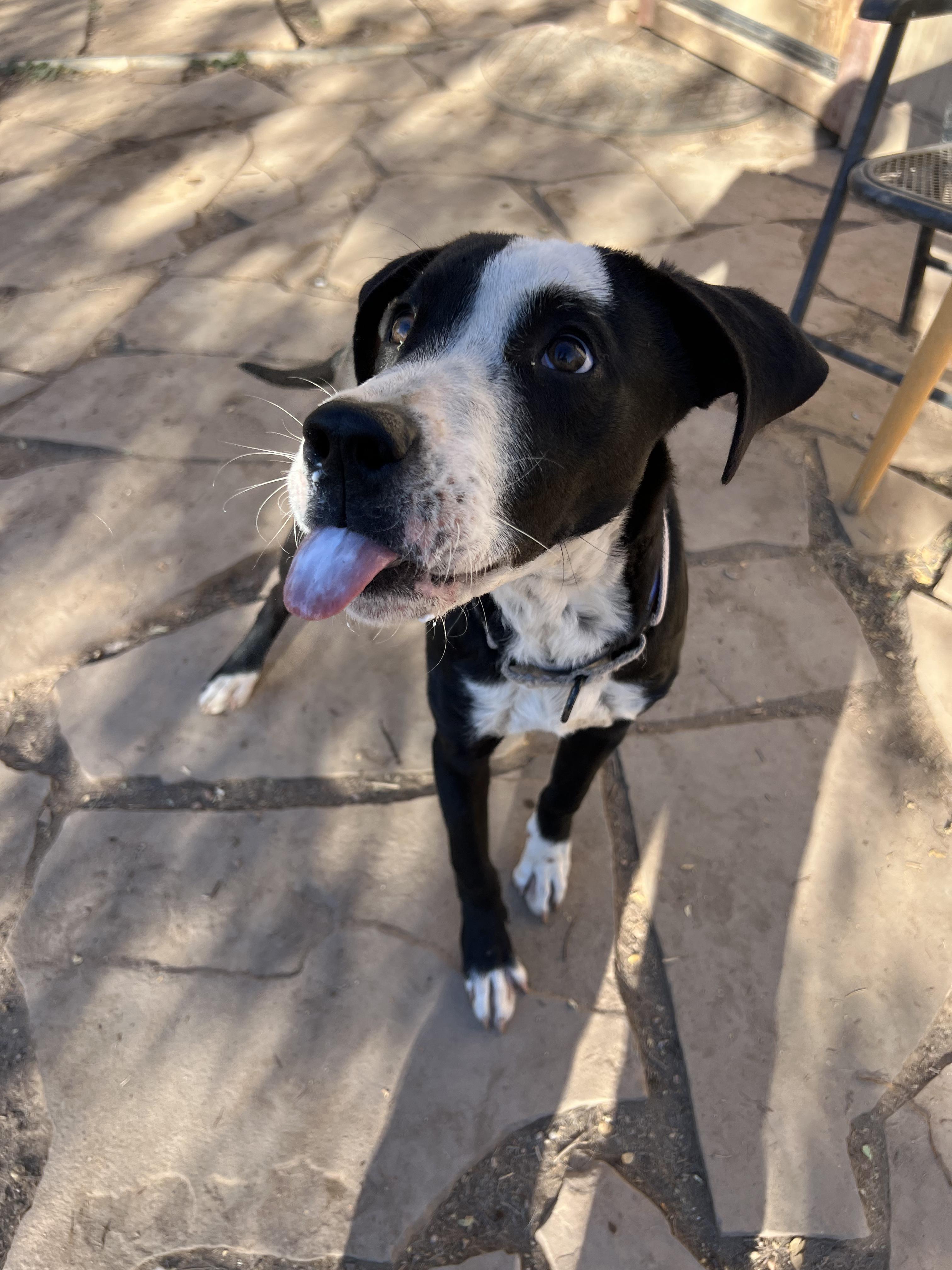 Enlarge Rio, a Adoptable mixed breed in Fort Collins, CO image 6/6