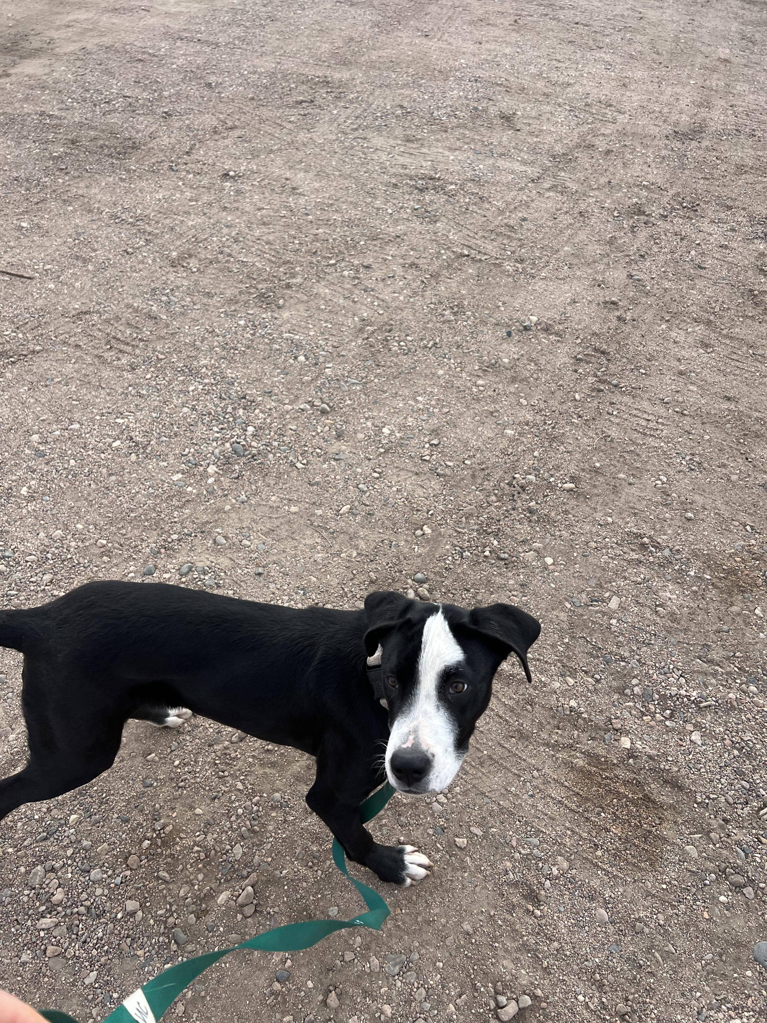 Enlarge Rio, a Adoptable mixed breed in Fort Collins, CO image 4/6