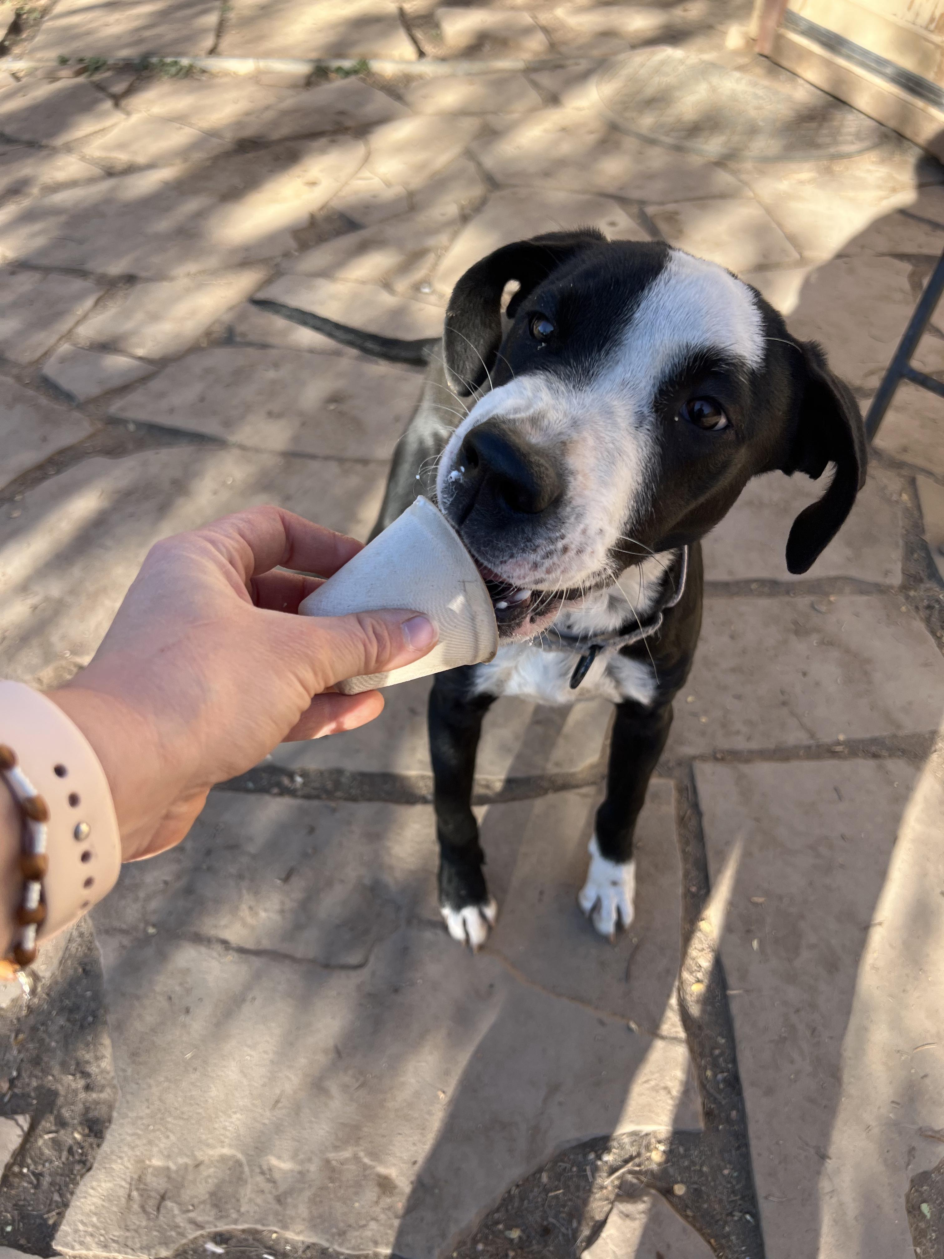 Enlarge Rio, a Adoptable mixed breed in Fort Collins, CO image 5/6