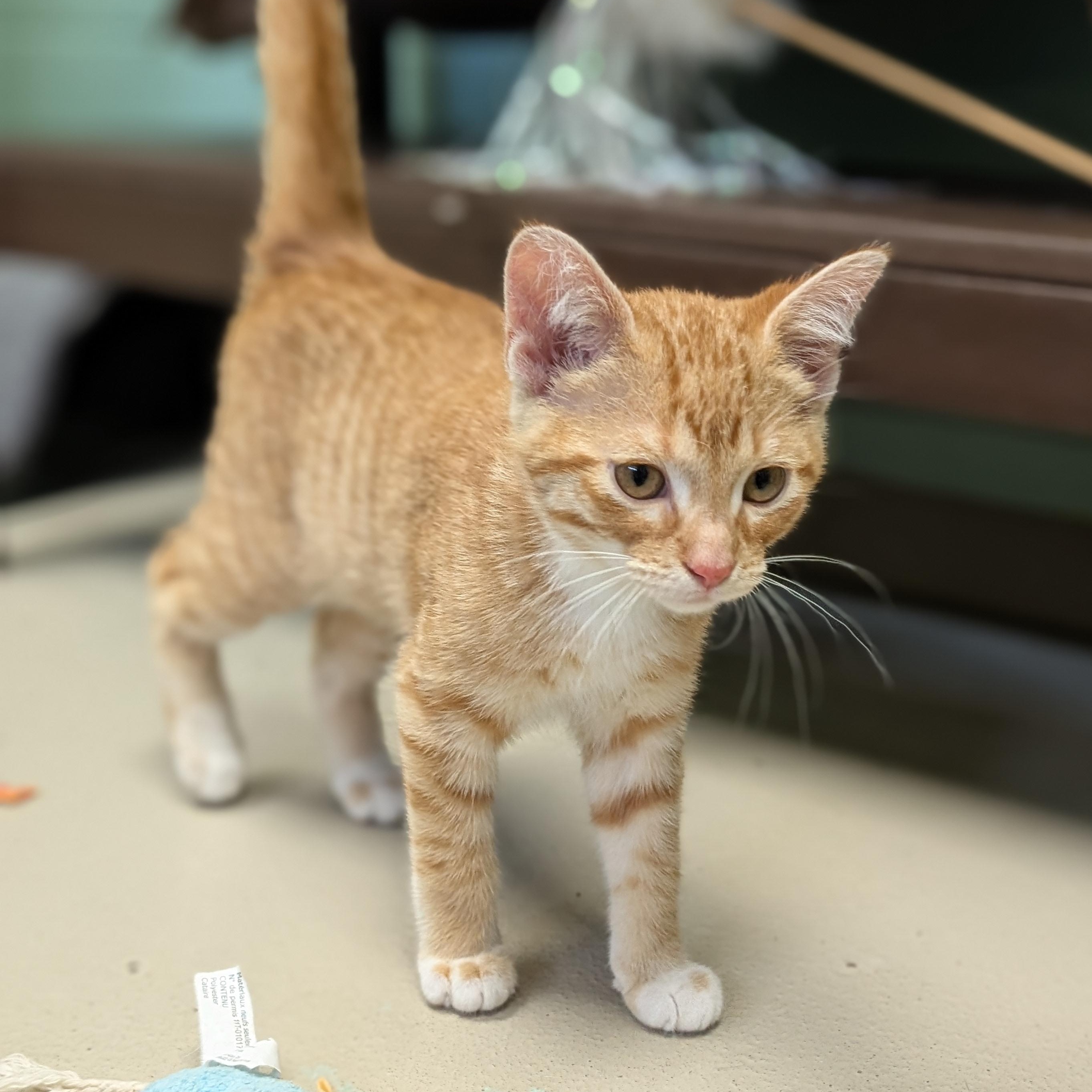Alvin - Reduced Fee, a ADOPTABLE Domestic Short Hair in Madison, WI image 3/4