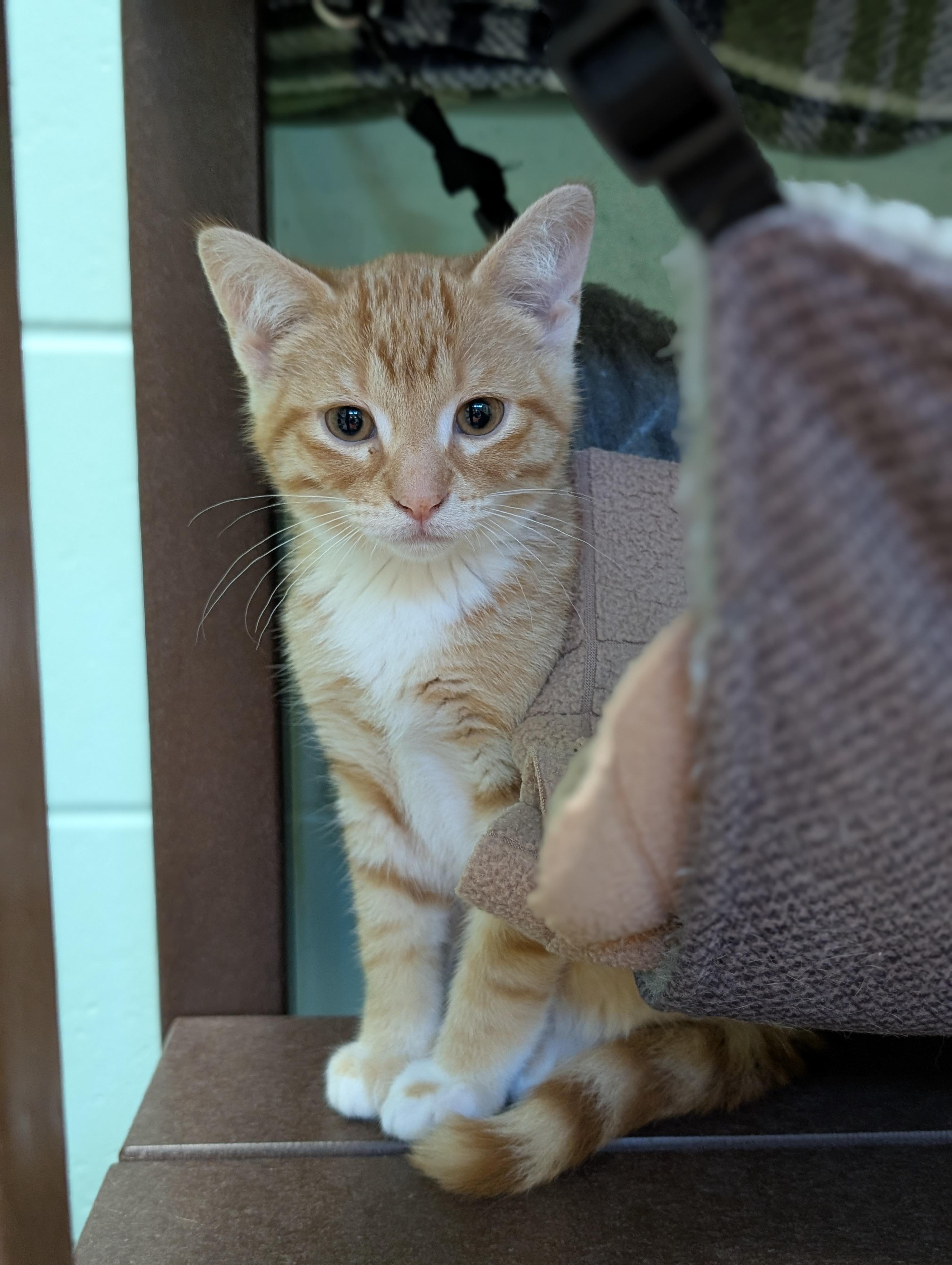 Alvin - Reduced Fee, a ADOPTABLE Domestic Short Hair in Madison, WI image 2/4
