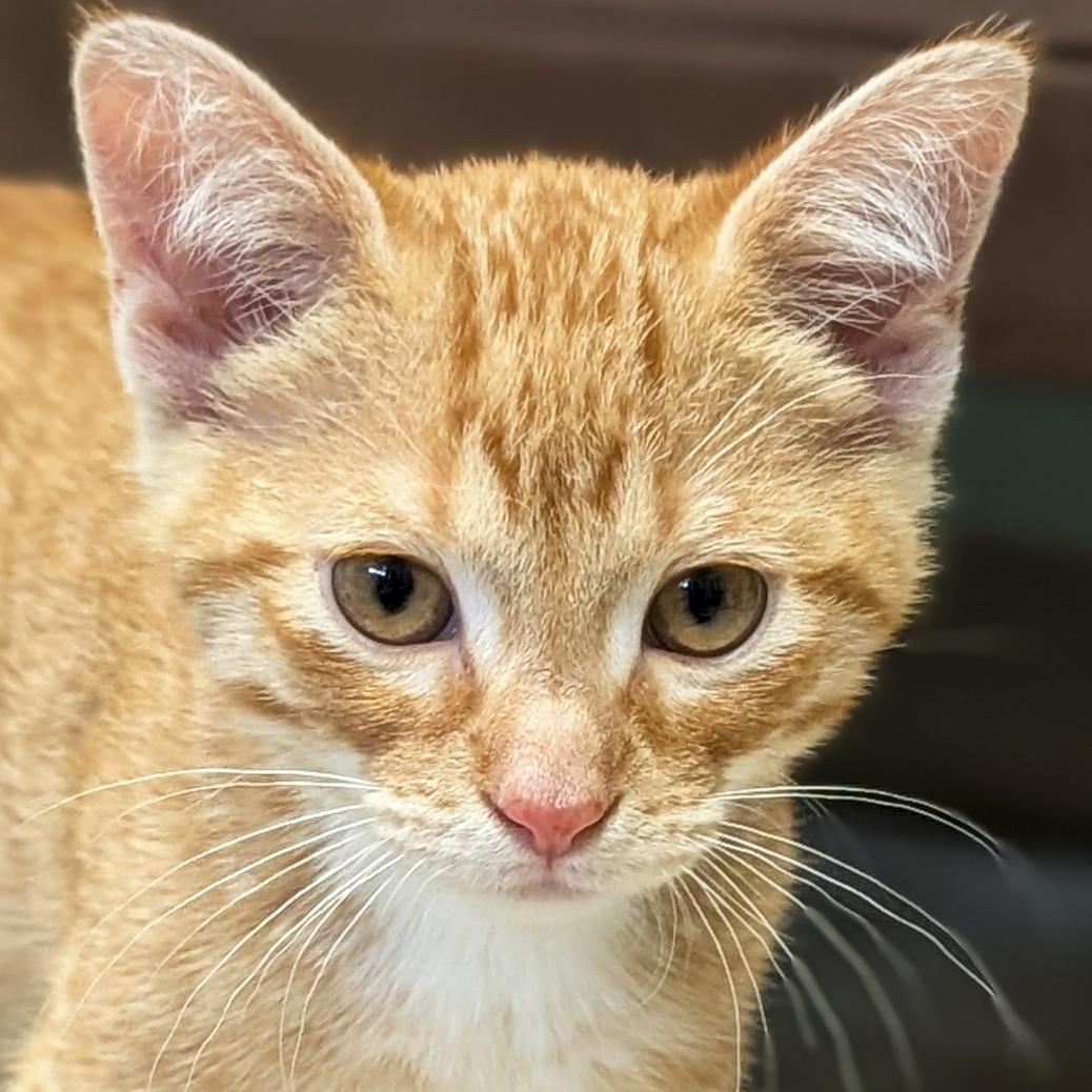 Alvin - Reduced Fee, a ADOPTABLE Domestic Short Hair in Madison, WI image 1/4