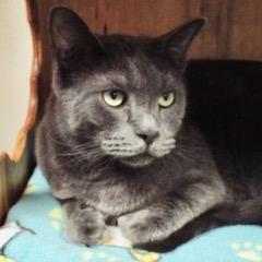 Enlarge Fel, a Adoptable Russian Blue in Green Valley, AZ image 5/6