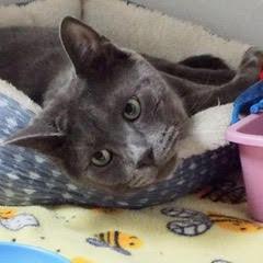 Enlarge Fel, a Adoptable Russian Blue in Green Valley, AZ image 4/6