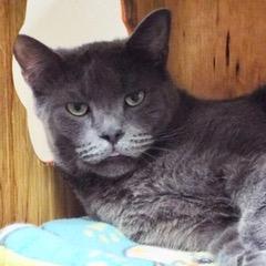 Enlarge Fel, a Adoptable Russian Blue in Green Valley, AZ image 6/6