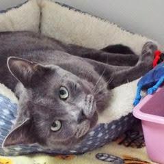Enlarge Fel, a Adoptable Russian Blue in Green Valley, AZ image 2/6
