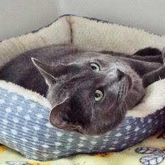 Enlarge Fel, a Adoptable Russian Blue in Green Valley, AZ image 3/6