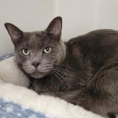 Enlarge Fel, a Adoptable Russian Blue in Green Valley, AZ image 1/6