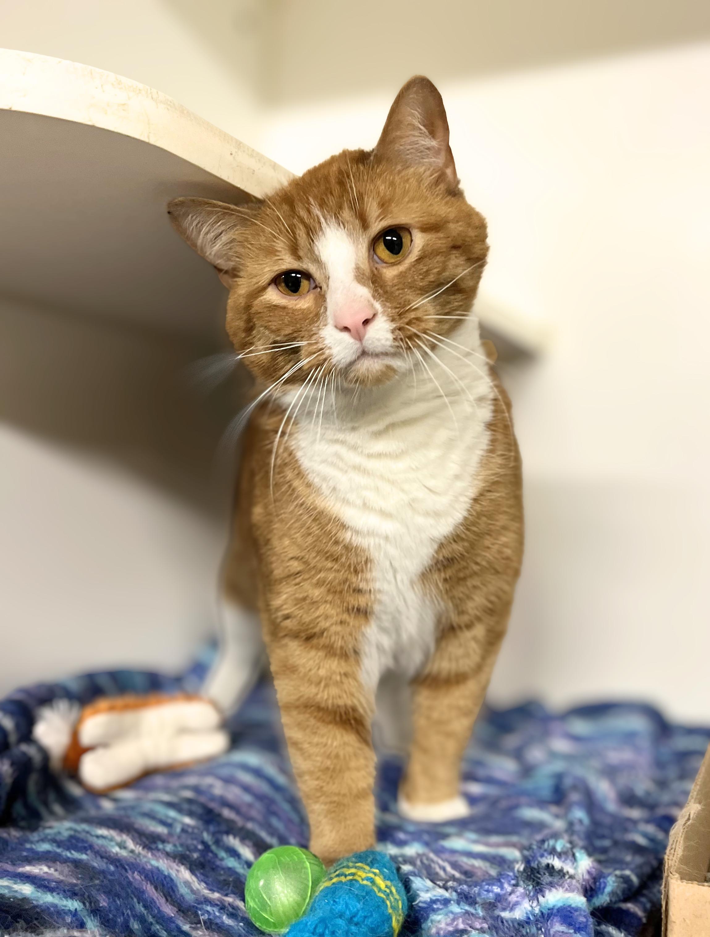 Enlarge Sienna, an adoptable Domestic Short Hair in Seville, OH image 1/3