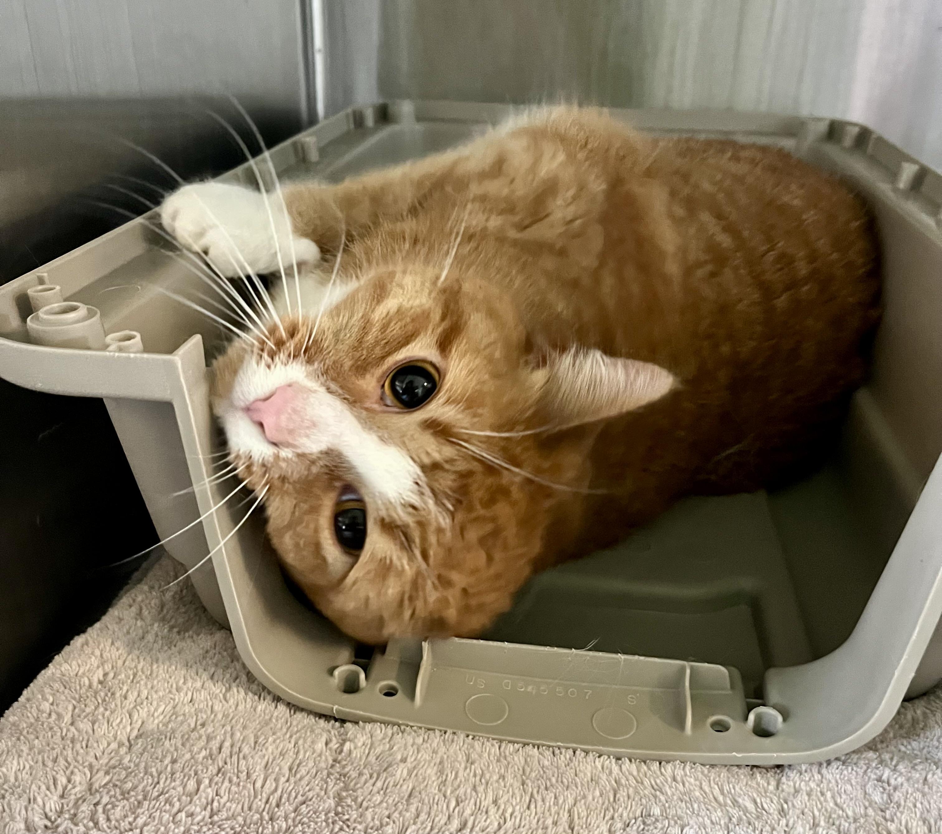 Enlarge Sienna, an adoptable Domestic Short Hair in Seville, OH image 3/3