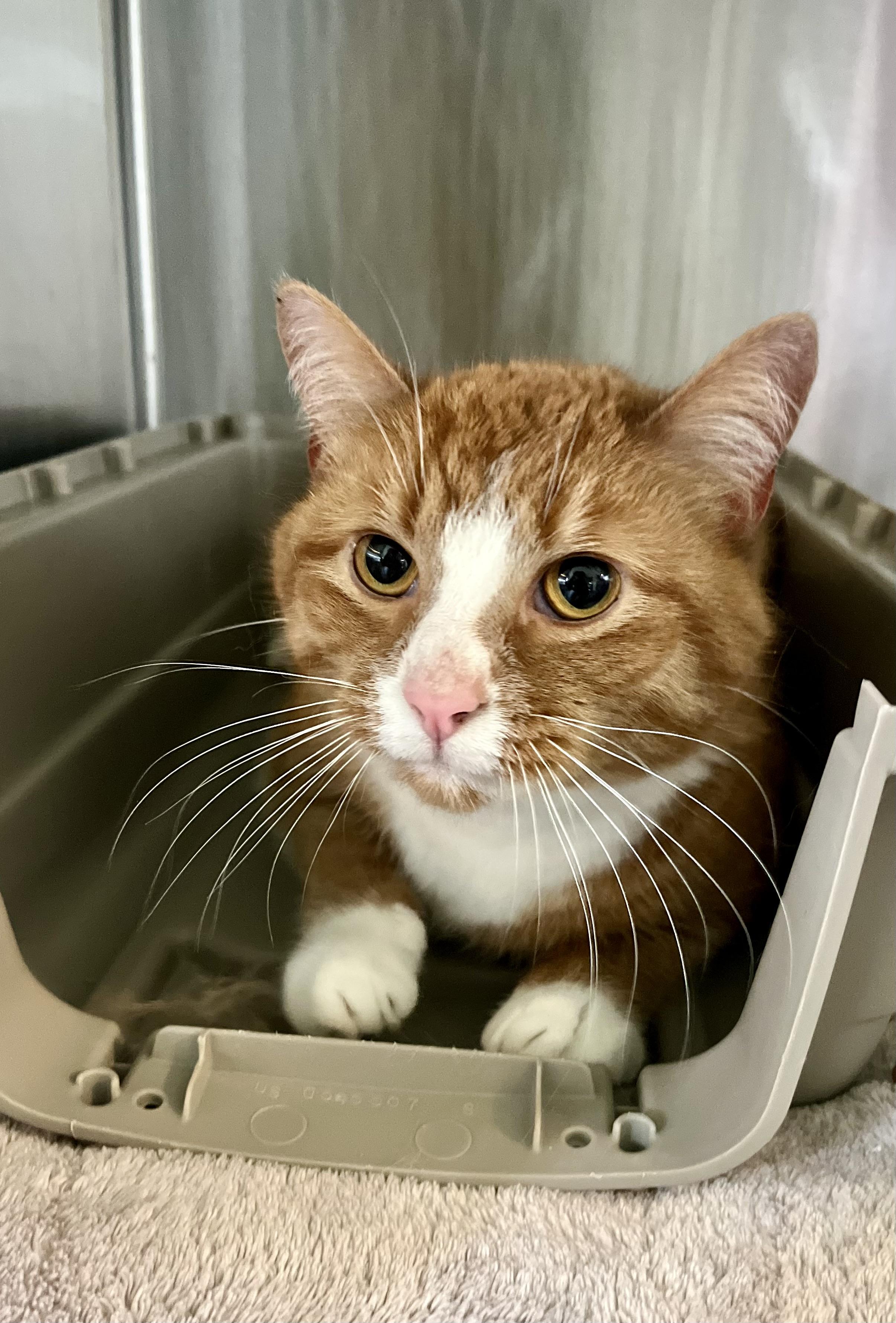 Enlarge Sienna, an adoptable Domestic Short Hair in Seville, OH image 2/3