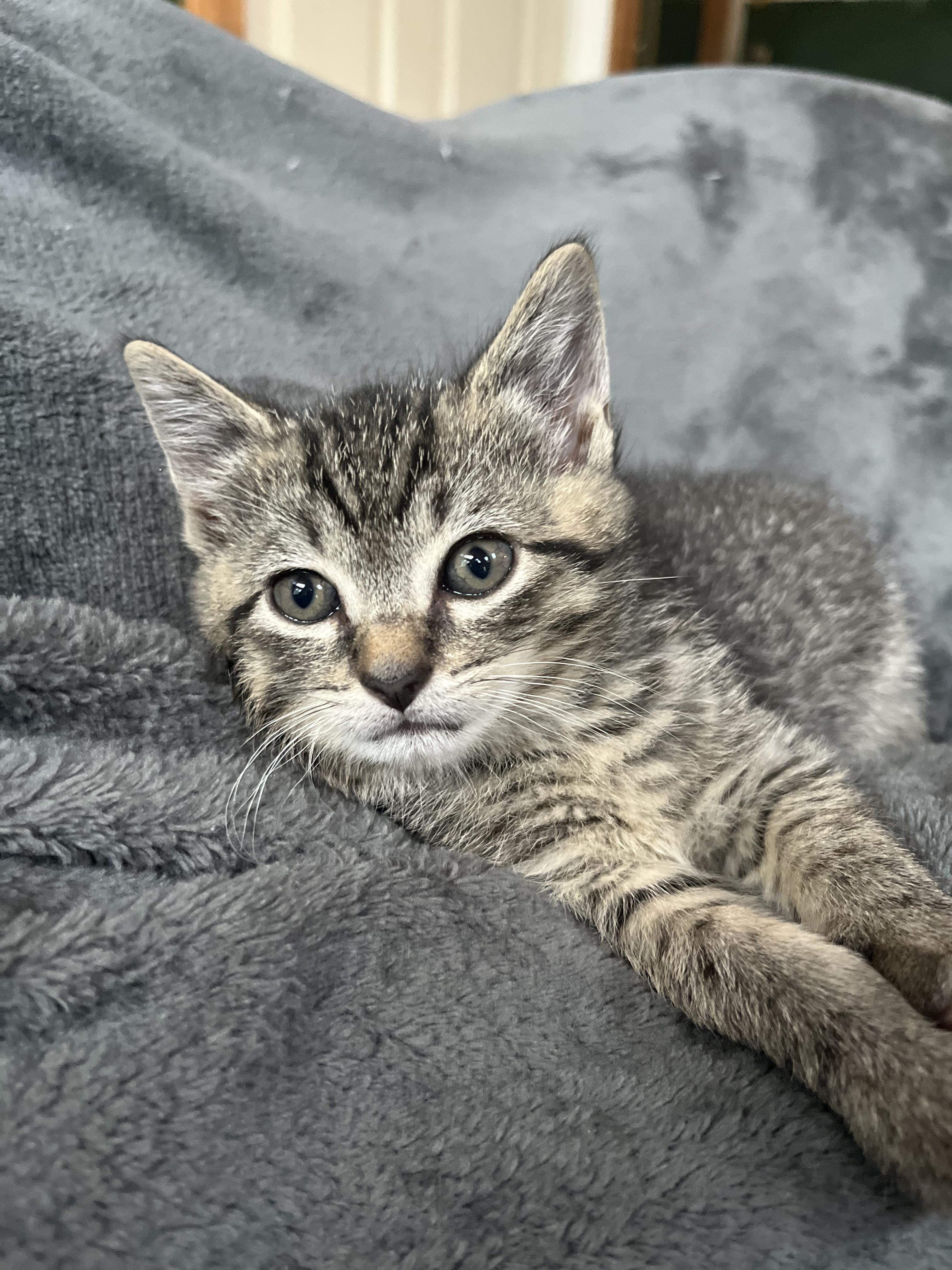 Sumo Domestic Short Hair Cat