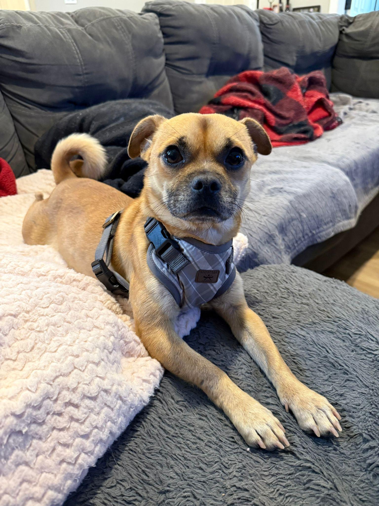 Enlarge Wilmer, a ADOPTABLE mixed breed in Newmarket, ON image 4/6