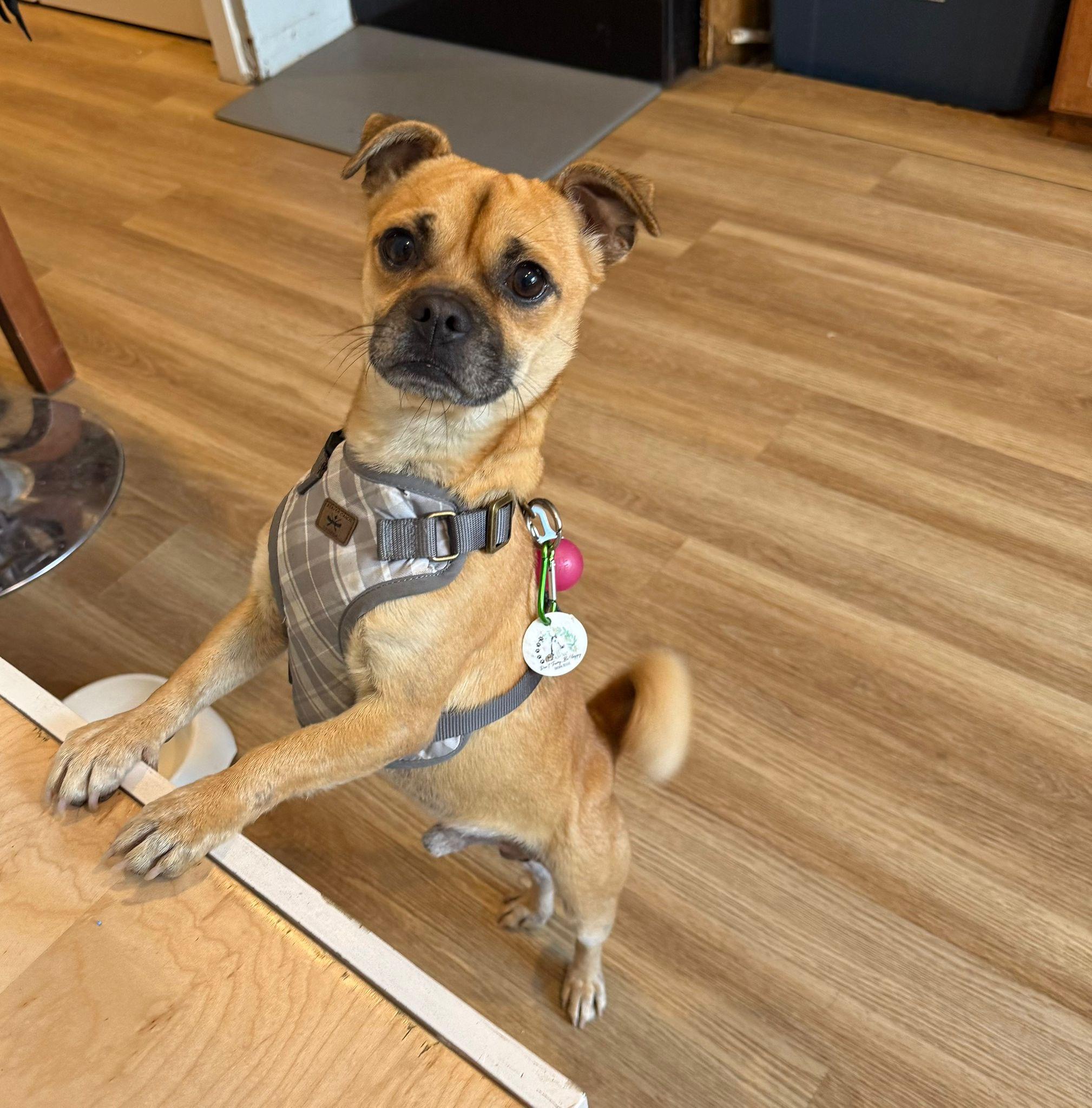 Wilmer, ADOPTABLE, Young Male Pug.