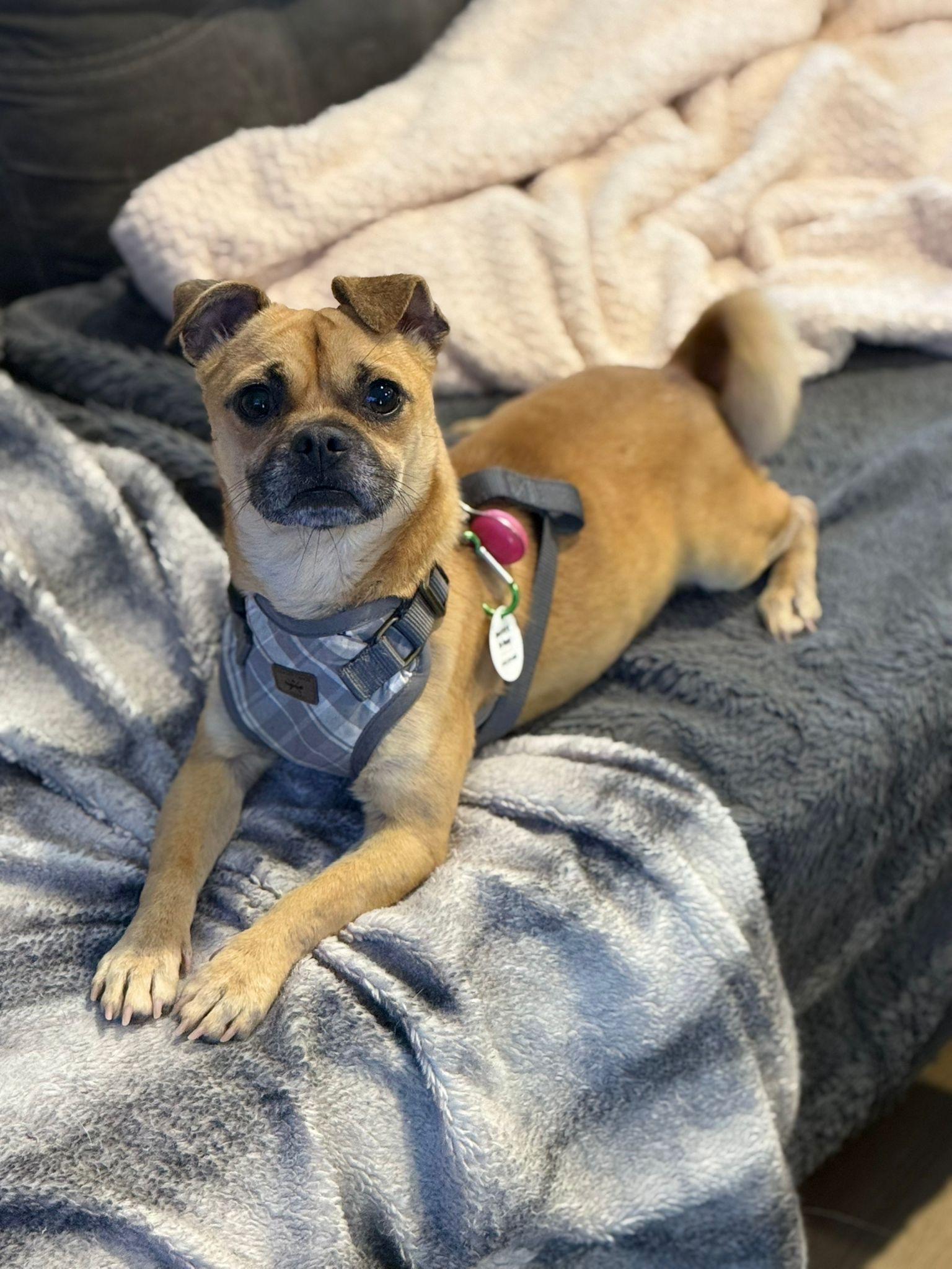 Enlarge Wilmer, a ADOPTABLE mixed breed in Newmarket, ON image 6/6