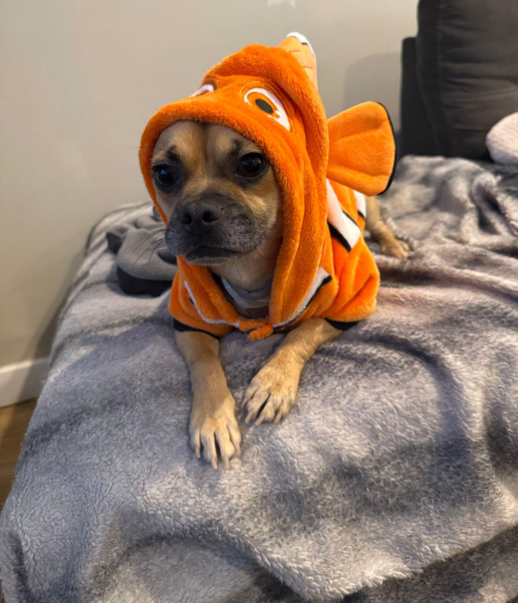 Enlarge Wilmer, a ADOPTABLE mixed breed in Newmarket, ON image 3/6