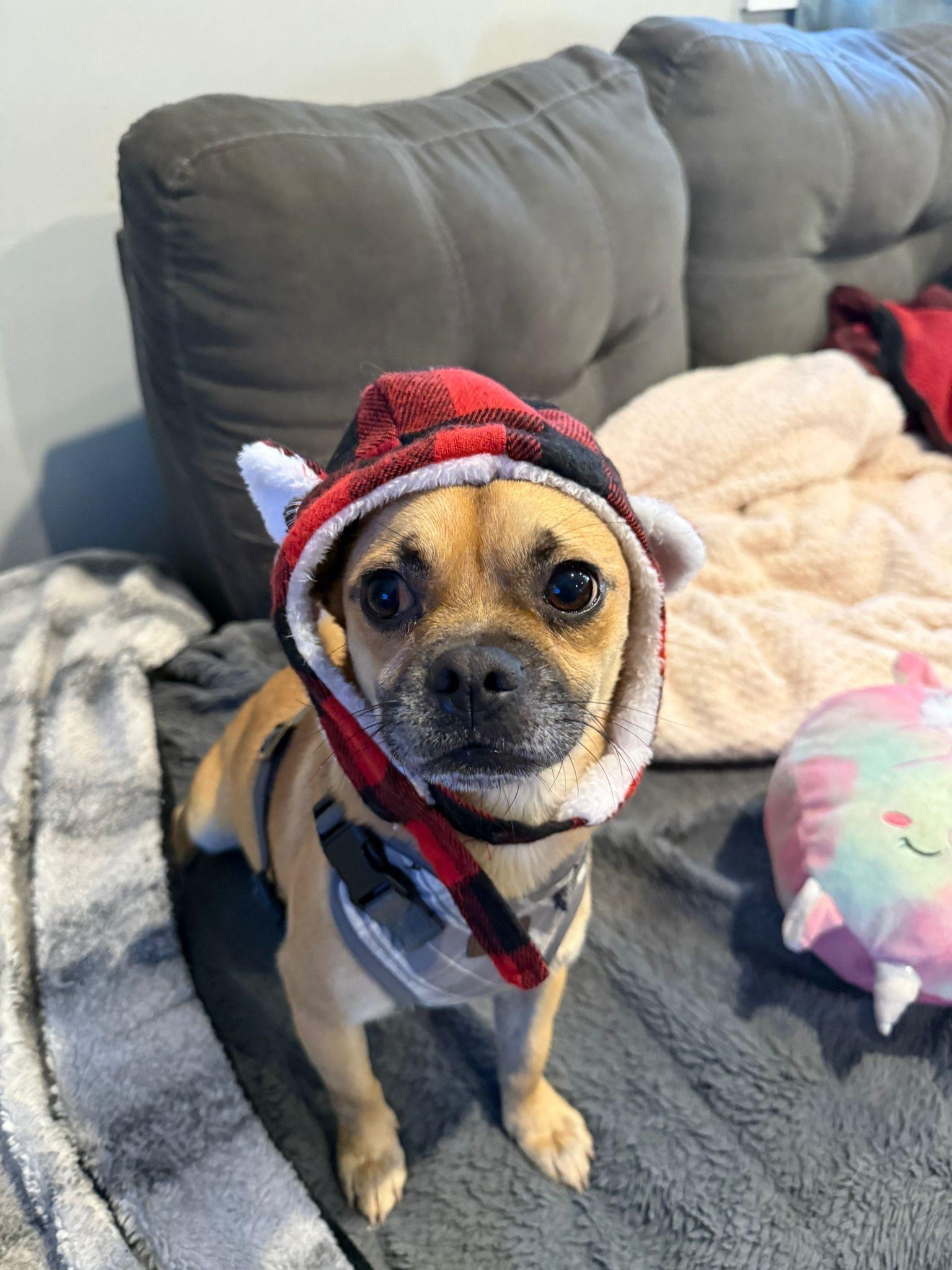 Enlarge Wilmer, a ADOPTABLE mixed breed in Newmarket, ON image 2/6