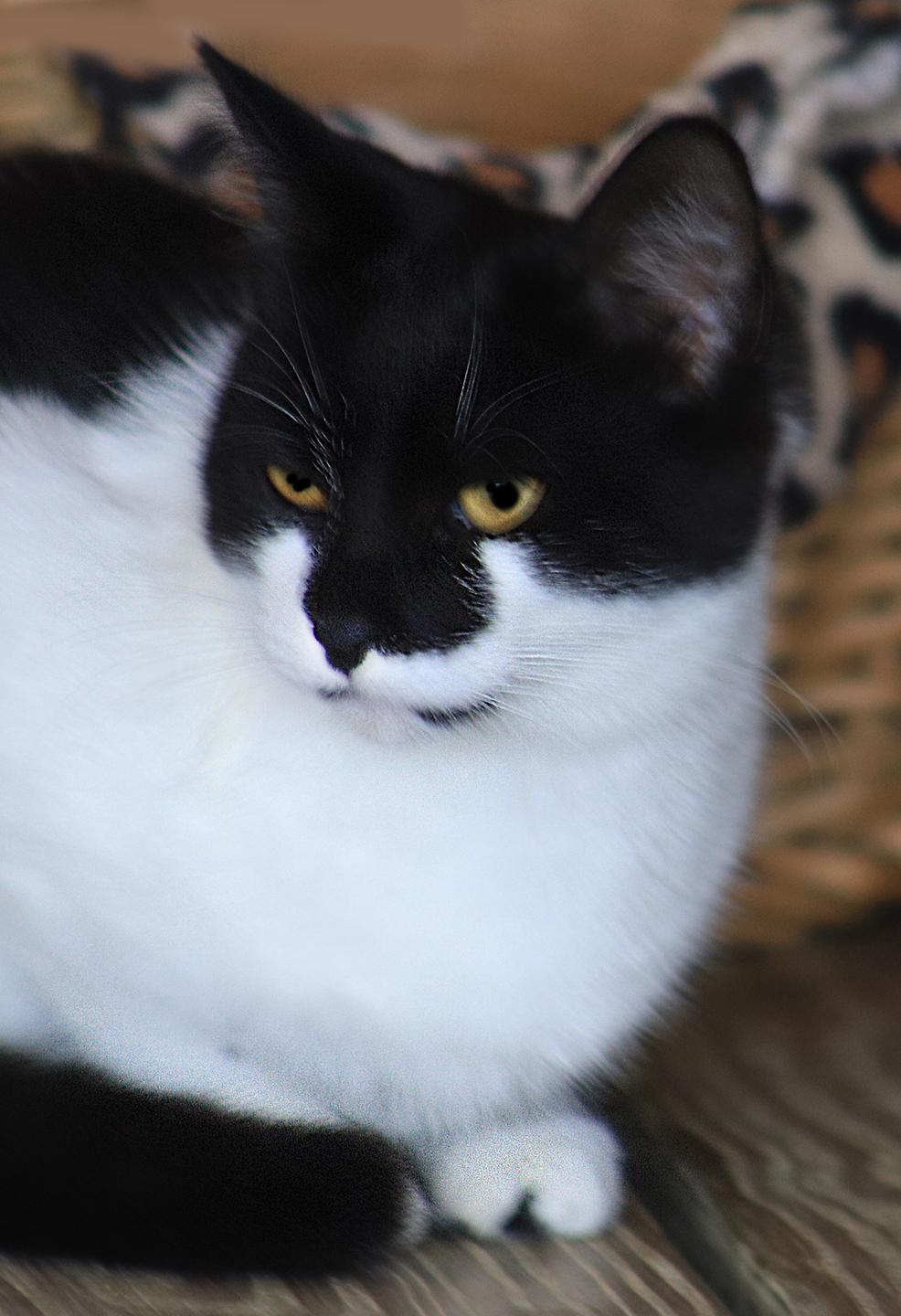 Jenny, adopted, Young Female Domestic Short Hair.