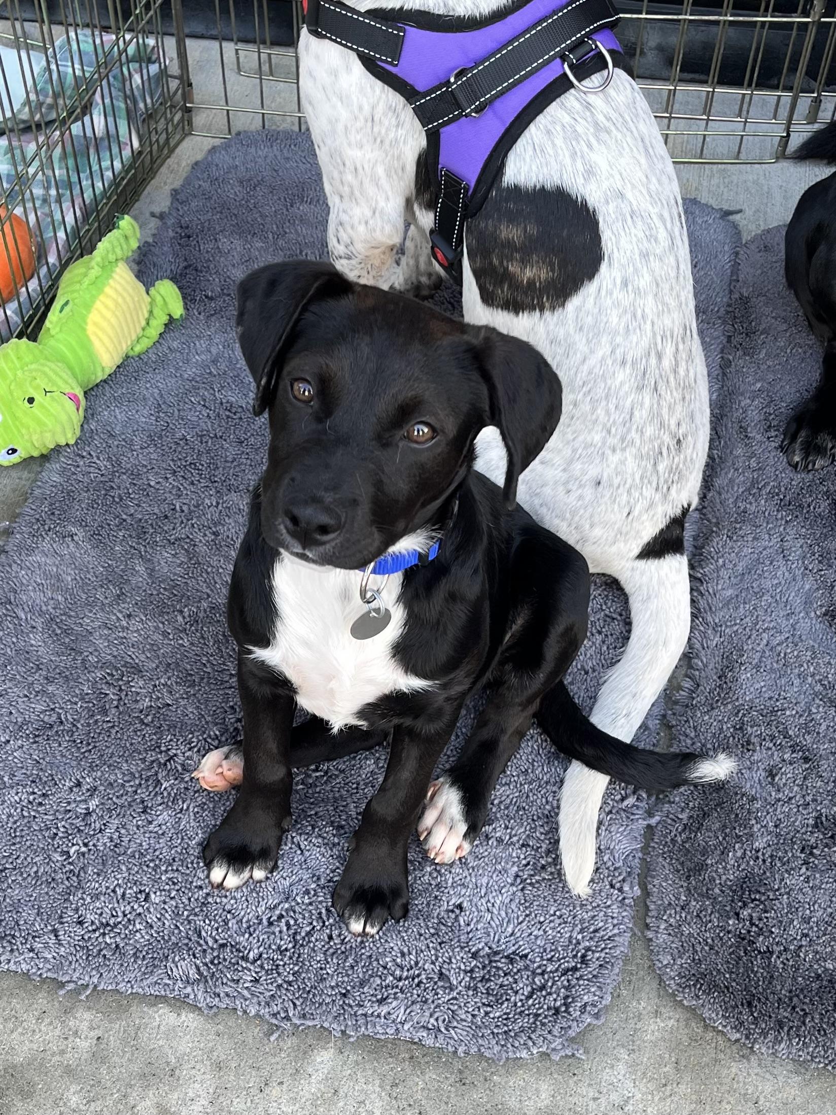 Mowgli, Adoptable, Puppy Male Terrier.