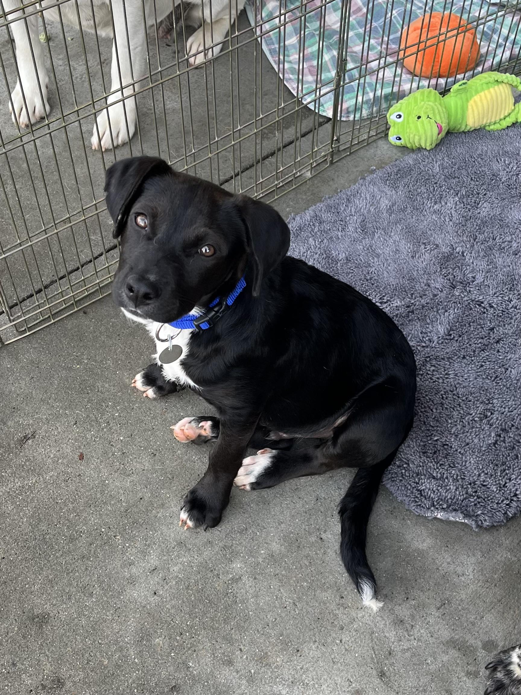 Enlarge Mowgli, a Adoptable mixed breed in Greensboro, GA image 3/3